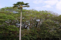Pritchardia pacifica